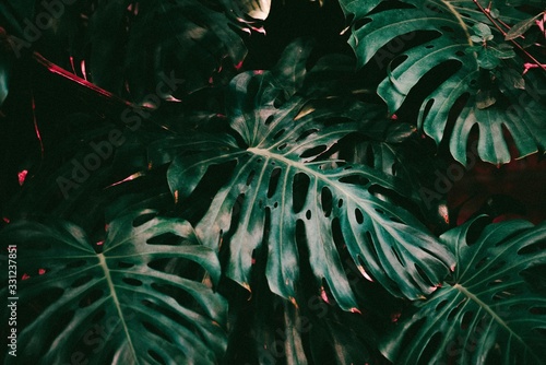 Plants in the shadows