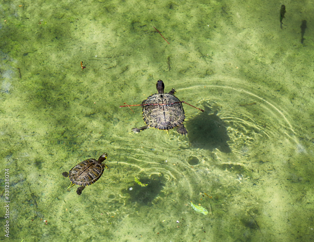 Obraz premium two turtles in the water