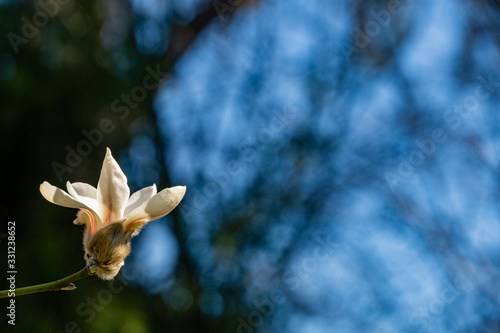 Gentle petals of magnolia flower on blurred background of blue sky. Selective focus. Large beautiful white flower on magnolia tree in early March. Flowering landscape garden. Nature concept for design