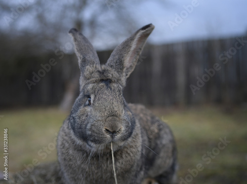 Big gray rabbit with a stalk of grass in the mouth in the garden © Evgeniya Fedorova
