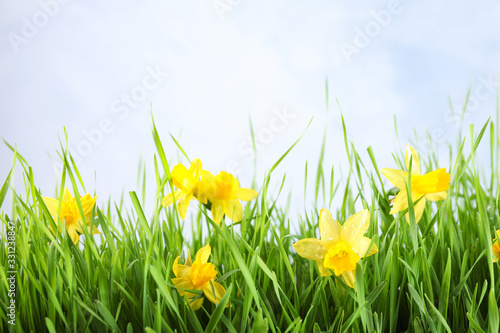 Bright spring grass and daffodils with dew against light background