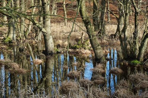 See | Moor im Wald | Rügen