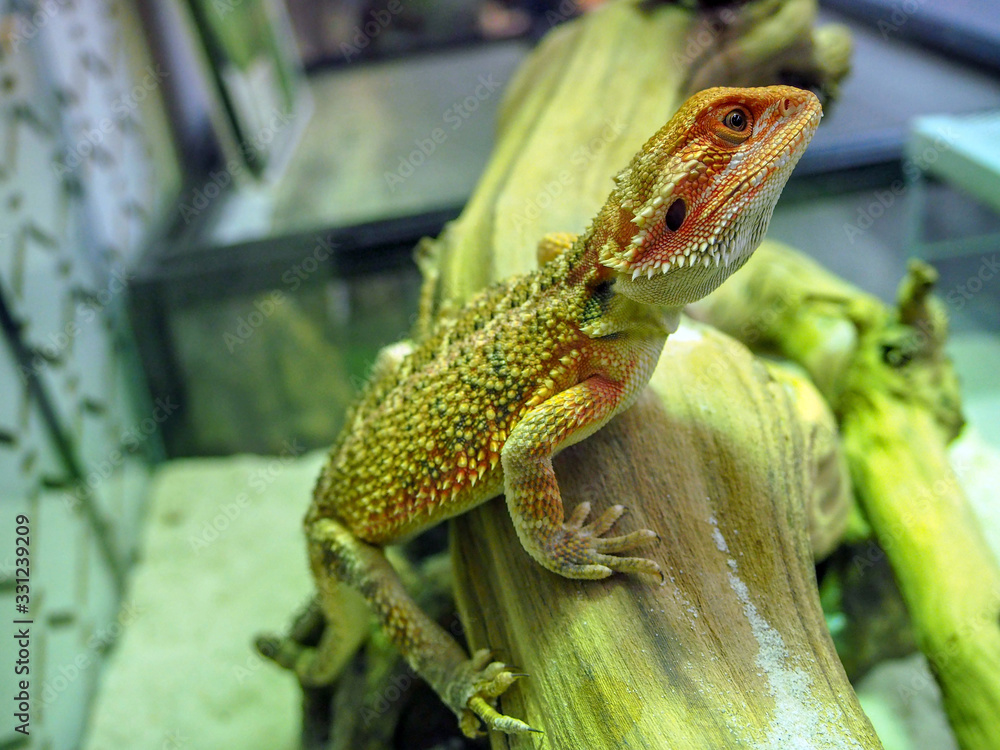 Fototapeta premium bearded Agama Australian lizard close up