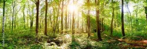 Panorama of a natural forest in spring with bright sun shining through the trees