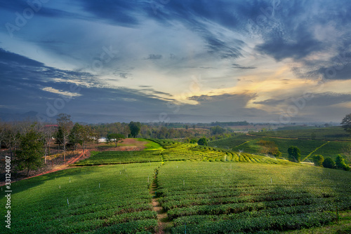 twilight skyline with tea farm in chiang rai