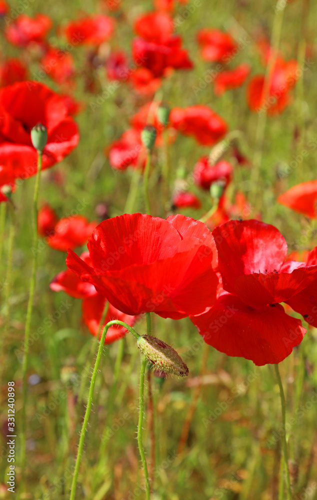 Naklejka premium Close up of poppies in an English meadow