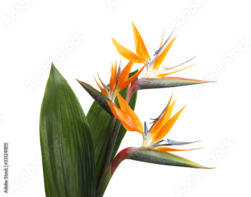 Bird of Paradise tropical flowers isolated on white