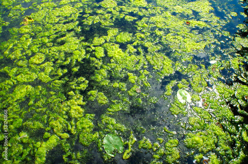 Algal bloom at summer in natur.
