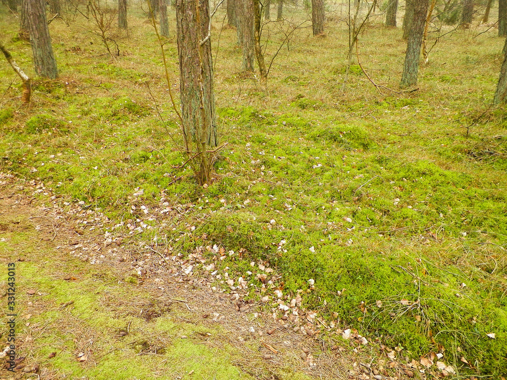 Fototapeta premium Pine forest, northern Poland.