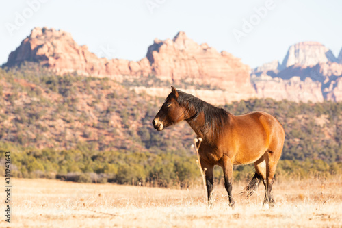 A single brown horse stands in a winter dry meadow with the mountains of Southern Utah in the background.