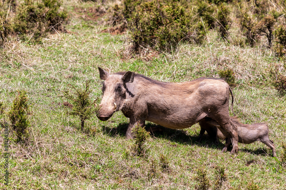 Warthog with baby piglets drinks milk from mother in natural habitat Bale Mountain, Phacochoerus Aethiopicus. Ethiopia, Africa safari wildlife Warthog with baby piglets drinks milk from mother in natural habitat Bale Mountain, Phacochoerus Aethiopicus. Ethiopia, Africa safari wildlife