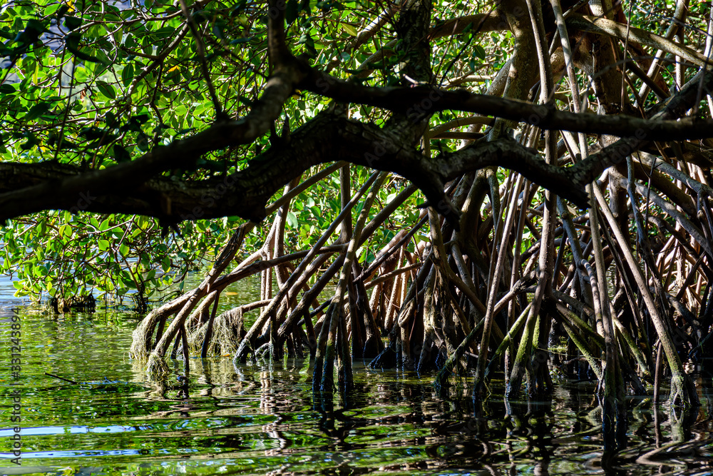 Dense mangrove vegetation over water in an area with preserved environment in Brazil Dense mangrove vegetation over water in an area with preserved environment in Brazil