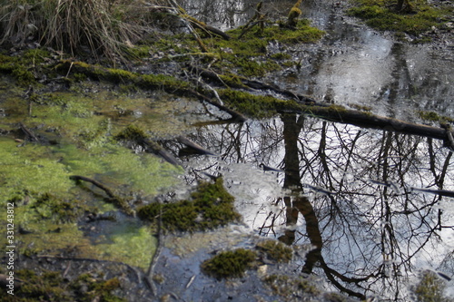 Fototapeta Naklejka Na Ścianę i Meble -  Forest swamp during springtime natural reserve