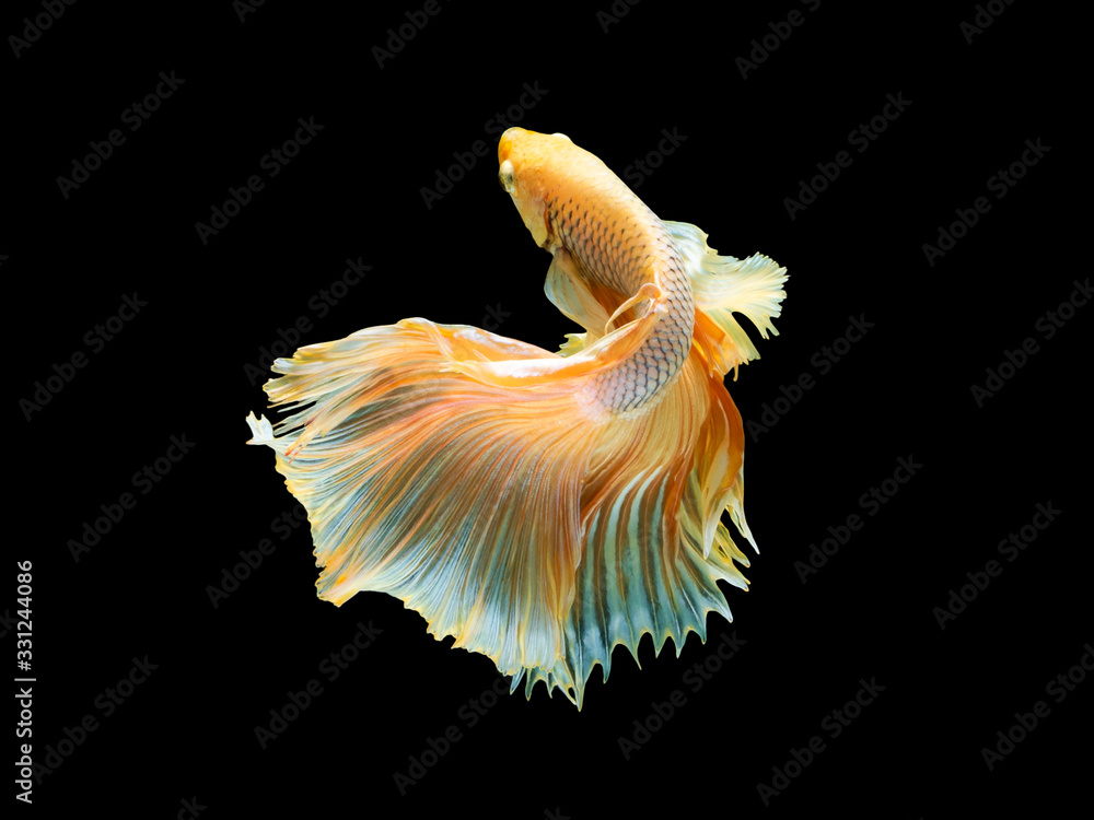 Obraz premium Action and movement of Thai fighting fish on a black background