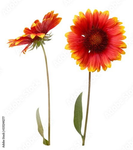Isolated flower of yellow daisy-gerbera or sunflower. Red chamomile on white background. Spring or summer blossom blooming. Field flower