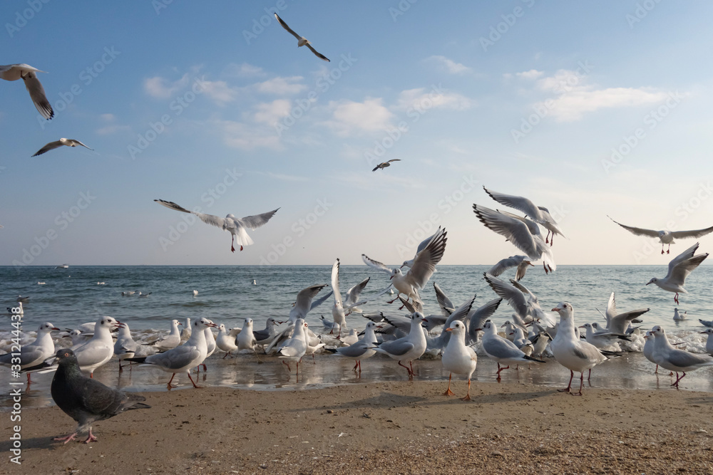 Seagulls and pigeons on the seashore on the beach on a sunny spring day. Seagulls and pigeons on the seashore on the beach on a sunny spring day.