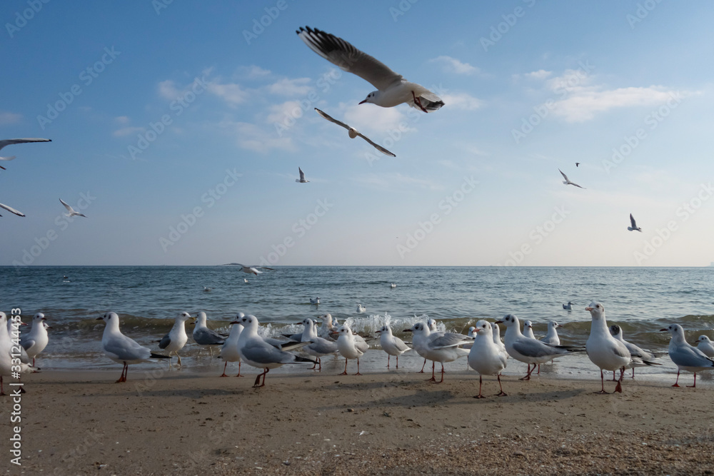 Seagulls and pigeons on the seashore on the beach on a sunny spring day. Seagulls and pigeons on the seashore on the beach on a sunny spring day.