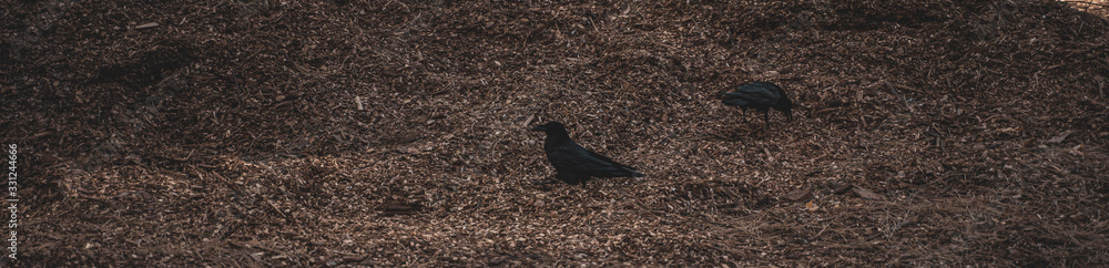 Obraz premium cuervos en el bosque con piso de cortezas textura madera
