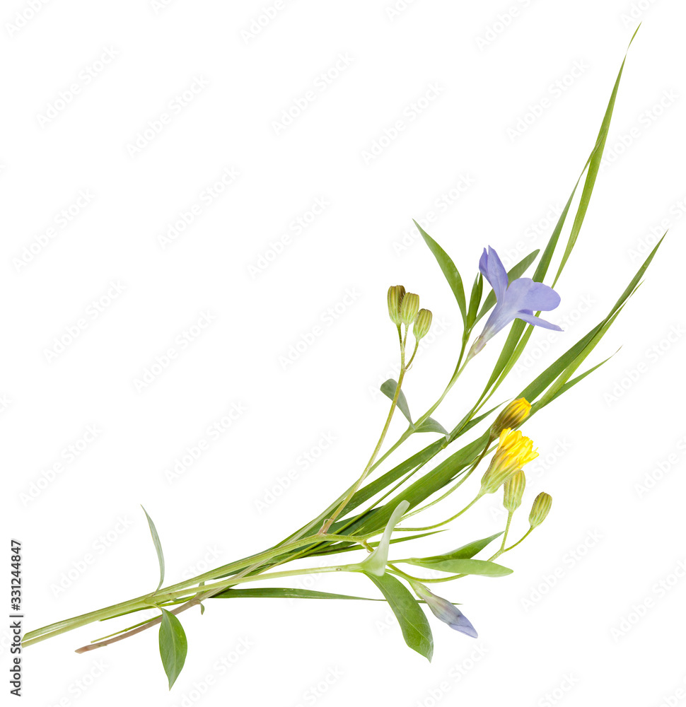 Fototapeta premium blue flowers periwinkle on white background