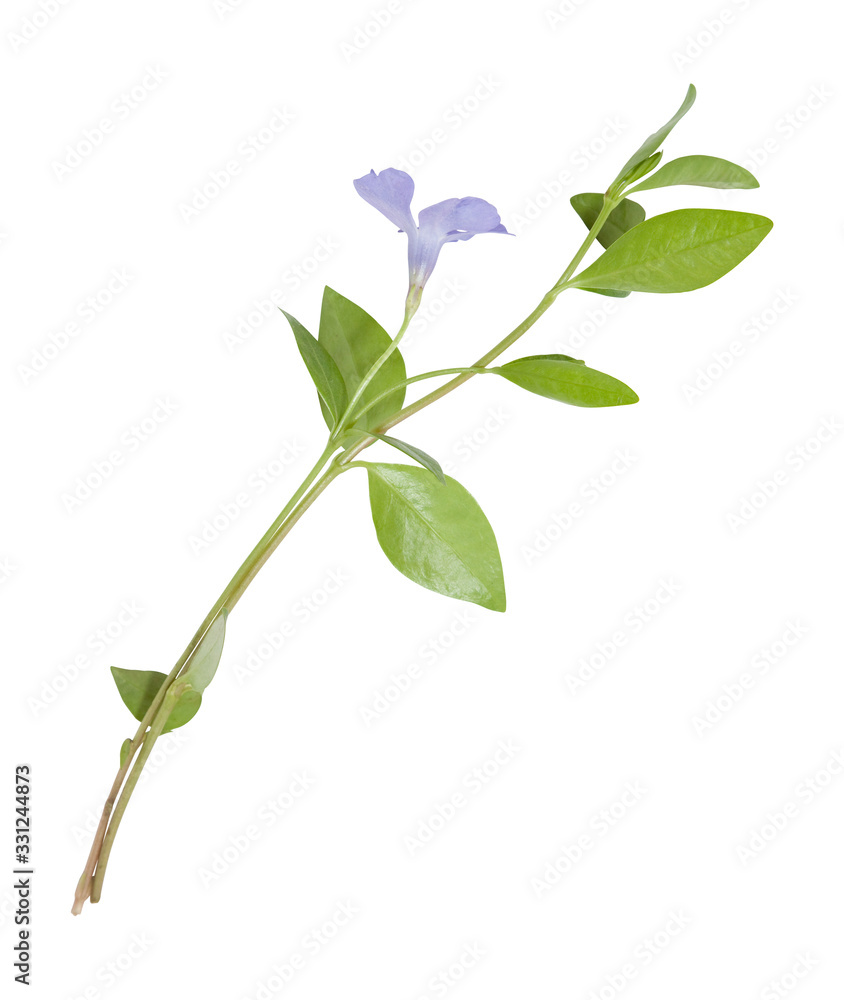 blue flowers periwinkle on white background Stock Photo | Adobe Stock