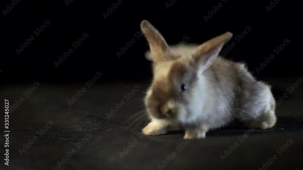 Closeup Of A Young Pet White And Brown Rabbit. Studio Shot on Dark Background. Closeup Of A Young Pet White And Brown Rabbit. Studio Shot on Dark Background.