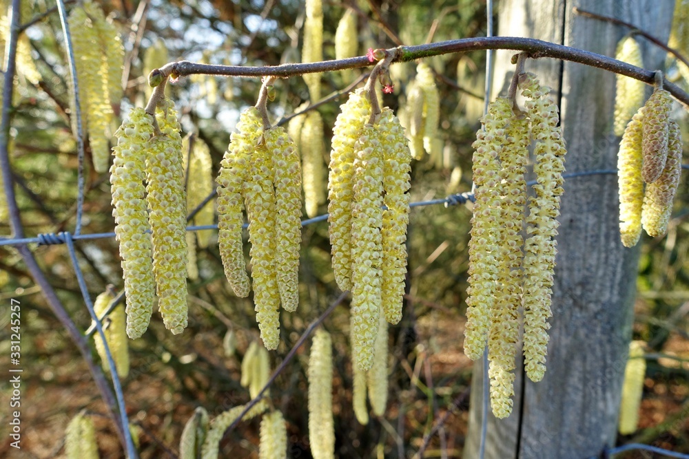 Blüten der Haselnuss, Gemeine Hasel, Corylus avellana Blüten der Haselnuss, Gemeine Hasel, Corylus avellana