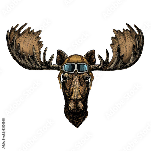 Moose head. Portrait of funny animal. Vintage aviator helmet with googles. photo