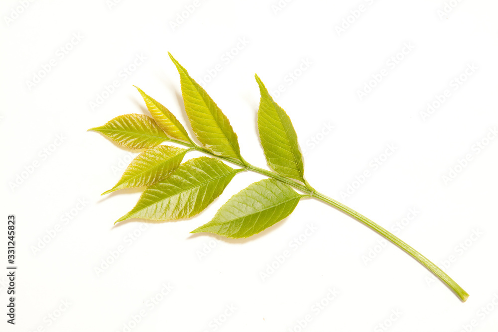 Young spring branch isolated on white. Isolated young green leaf of ash Young spring branch isolated on white. Isolated young green leaf of ash