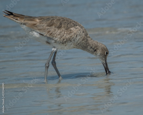 Willets on the beach at Don Pedro Island Florida on the Gulf of Mexico