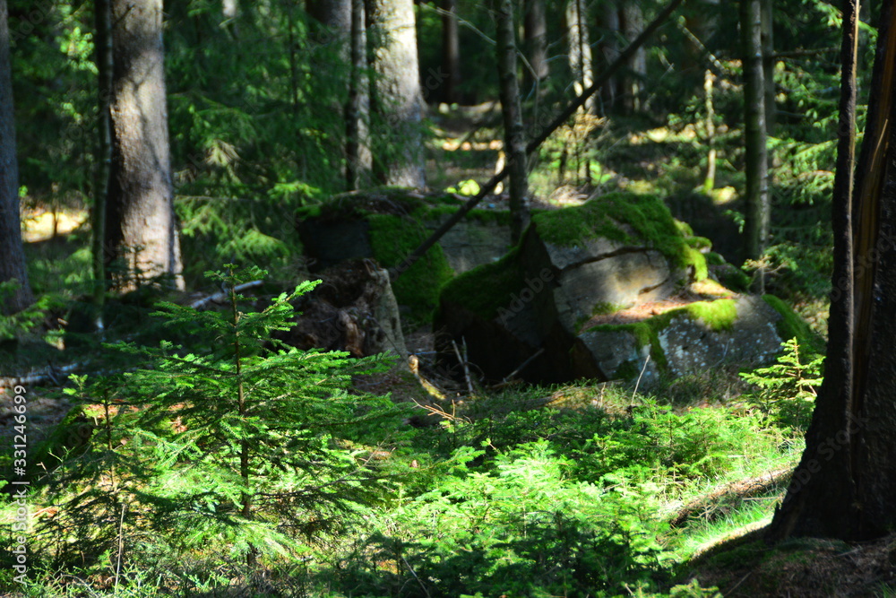 Wald Wald