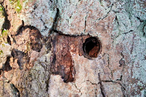 Old tree trunk with holes from woodworm and woodpecker.