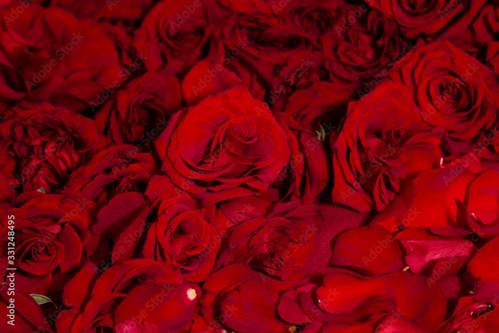 Red roses close-up, texture of flowers. Red roses close-up, texture of flowers.