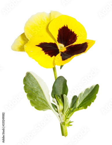 Isolated yellow pansy flower on white background