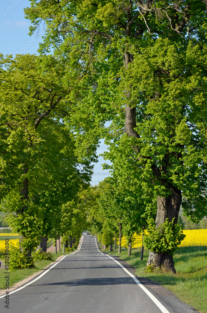 allee bei göllheim