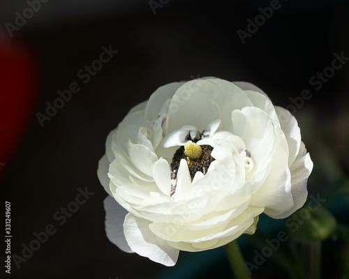 Nice white flower © Biljana Nik