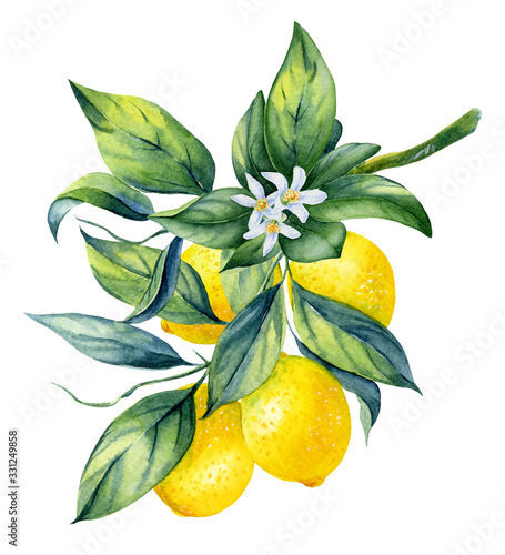 Carta da parati Watercolor illustrations with lemons isolated on the white background: fruits, branch and leaves