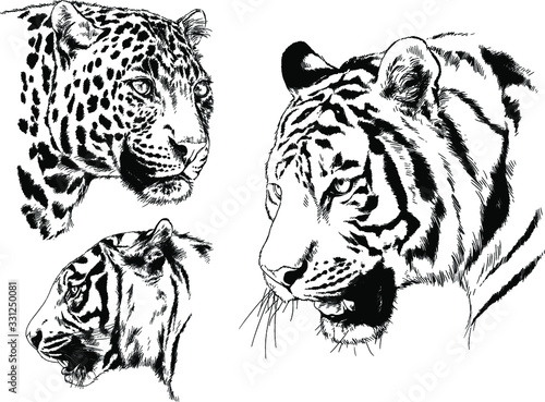 vector drawings sketches different predator   tigers lions cheetahs and leopards are drawn in ink by hand   objects with no background