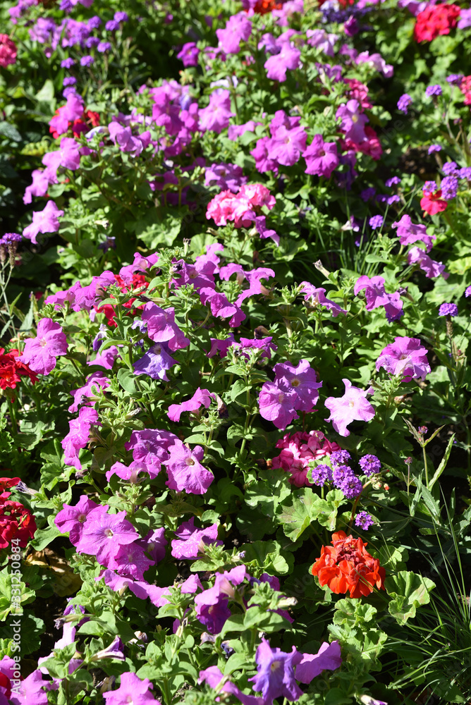 Pétunia rose en été au jardin