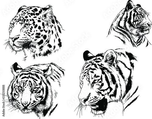 a set of vector drawings of various predators   tigers and lions  drawn in ink by hand  realistic for the logo