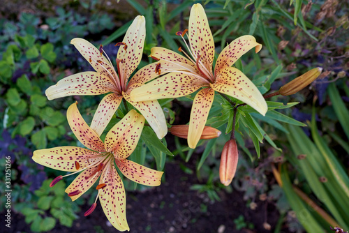 Spotted lily flower