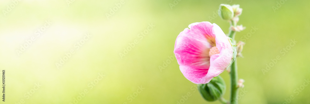 Obraz premium Amazing nature view of pink leaf on blurred greenery background in garden and sunlight with copy space using as background natural green plants landscape, ecology, fresh wallpaper concept.