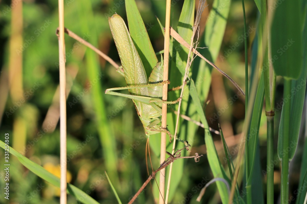 Fototapeta premium Grünes Heupferd, Tettigonia viridissima