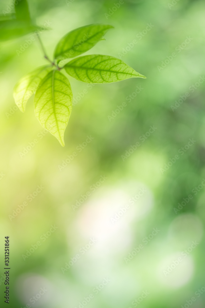 Amazing nature view of green leaf on blurred greenery background in garden and sunlight with copy space using as background natural green plants landscape, ecology, fresh wallpaper concept. Amazing nature view of green leaf on blurred greenery background in garden and sunlight with copy space using as background natural green plants landscape, ecology, fresh wallpaper concept.