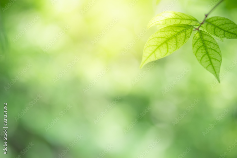 Amazing nature view of green leaf on blurred greenery background in garden and sunlight with copy space using as background natural green plants landscape, ecology, fresh wallpaper concept. Amazing nature view of green leaf on blurred greenery background in garden and sunlight with copy space using as background natural green plants landscape, ecology, fresh wallpaper concept.