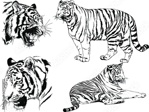 a set of vector drawings of various predators , tigers and lions, drawn in ink by hand, realistic for the logo