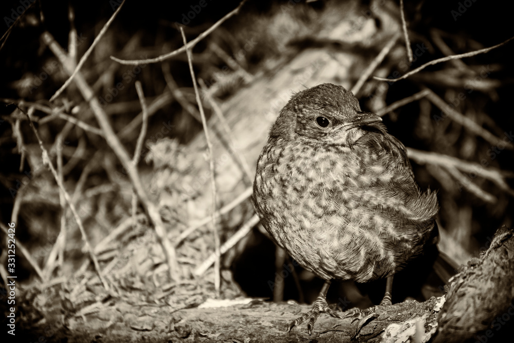 Fototapeta premium sparrow