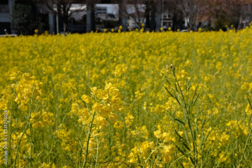 Obraz premium 横浜市川和町の菜の花