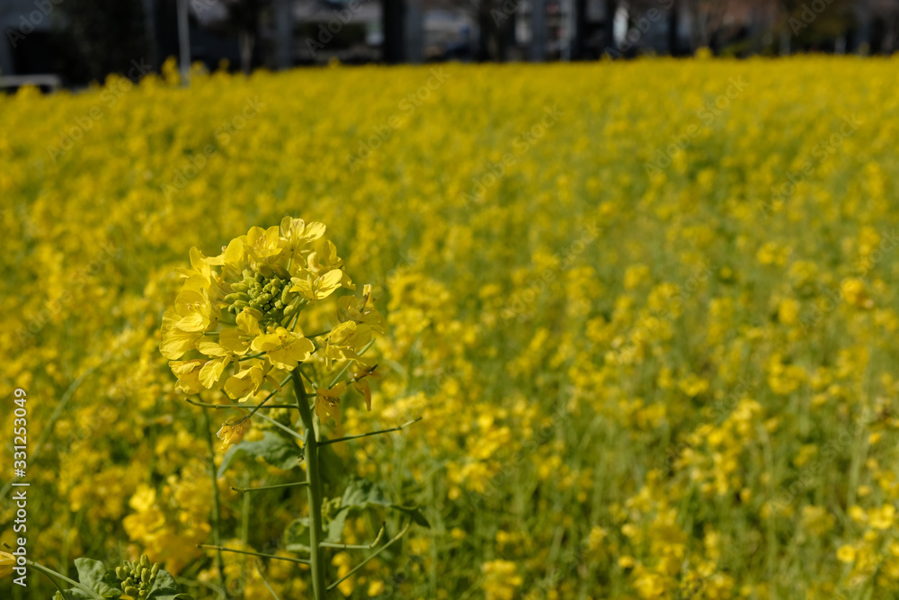 Obraz premium 横浜市川和町の菜の花