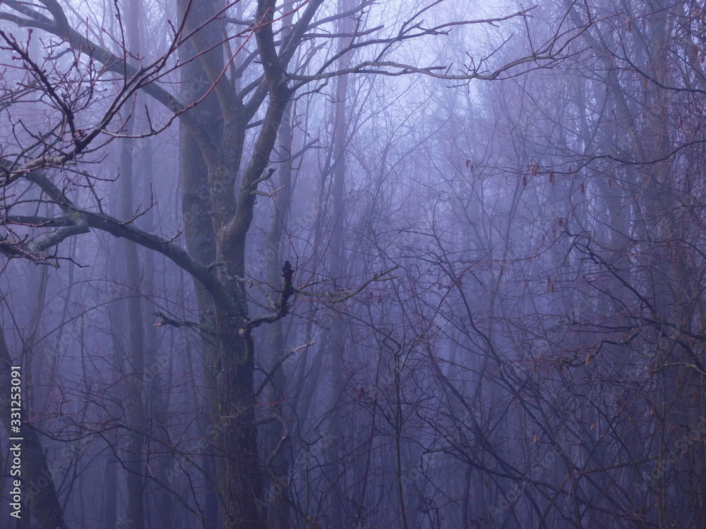 Misty forest Misty forest