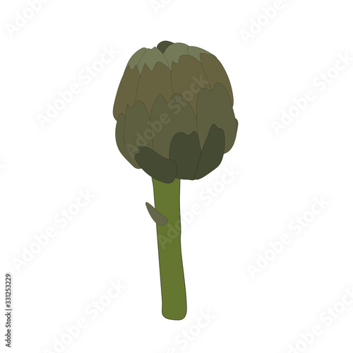 Beautiful closeup of  artichoke on white background for lifestyle design. Organic food. Organic ingredient. Vector illustration art. Farm fresh vegetable Cynara